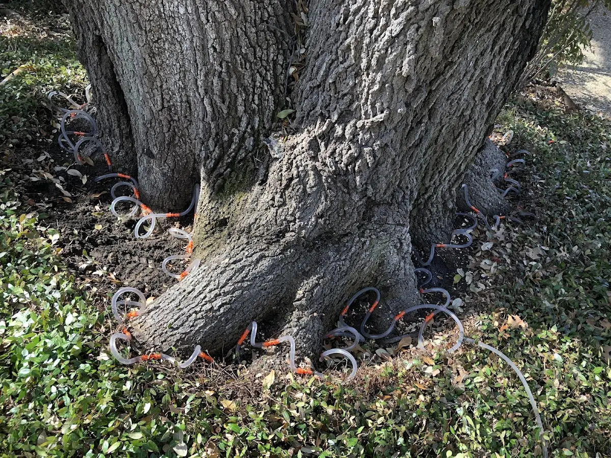 Detailed Tree Cabling and Bracing job site in Santa Elena