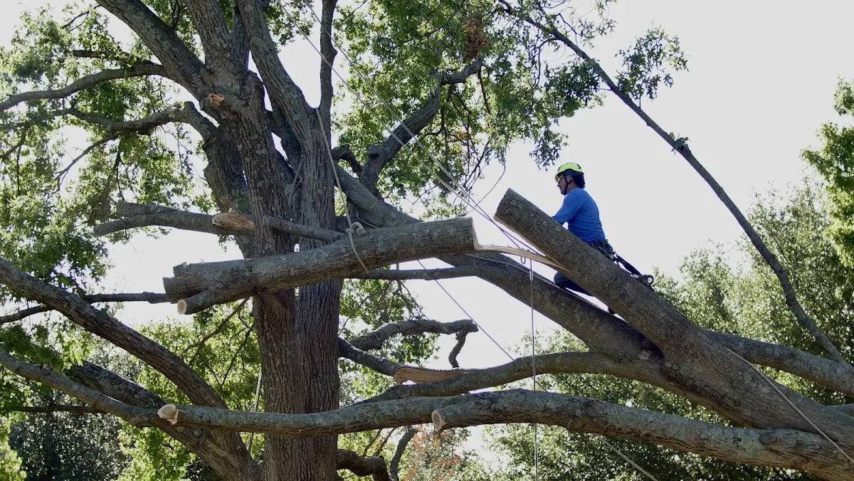 Professional Crown Thinning performed by certified arborists in Santa Elena